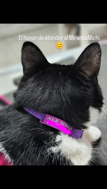 Paciente felino atendido en Cecichocron