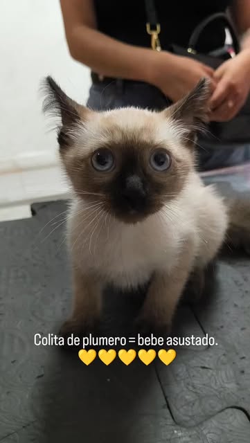 Gatito paciente de Cecichocron